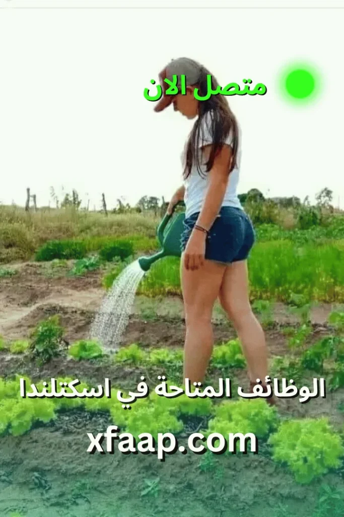 الوظائف المتاحة في اسكتلندا